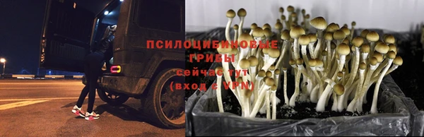 ALPHA PVP Магас