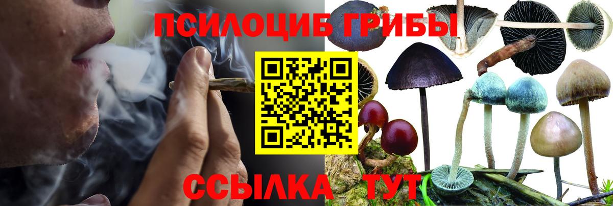Галлюциногенные грибы Psilocybine cubensis Нарьян-Мар